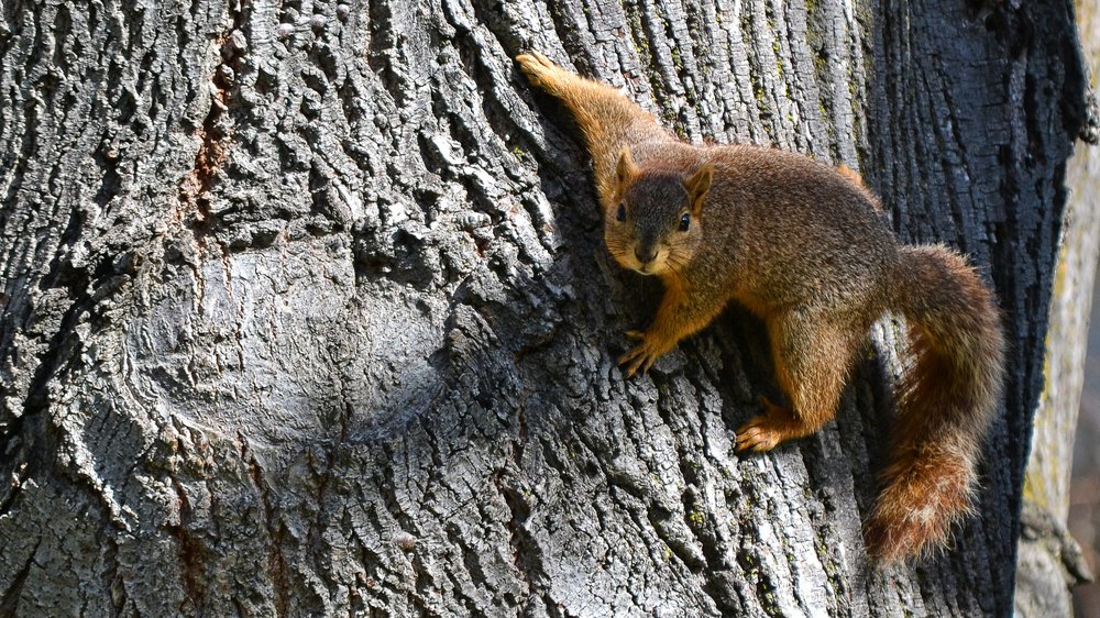 eichhörnchen fotografieren