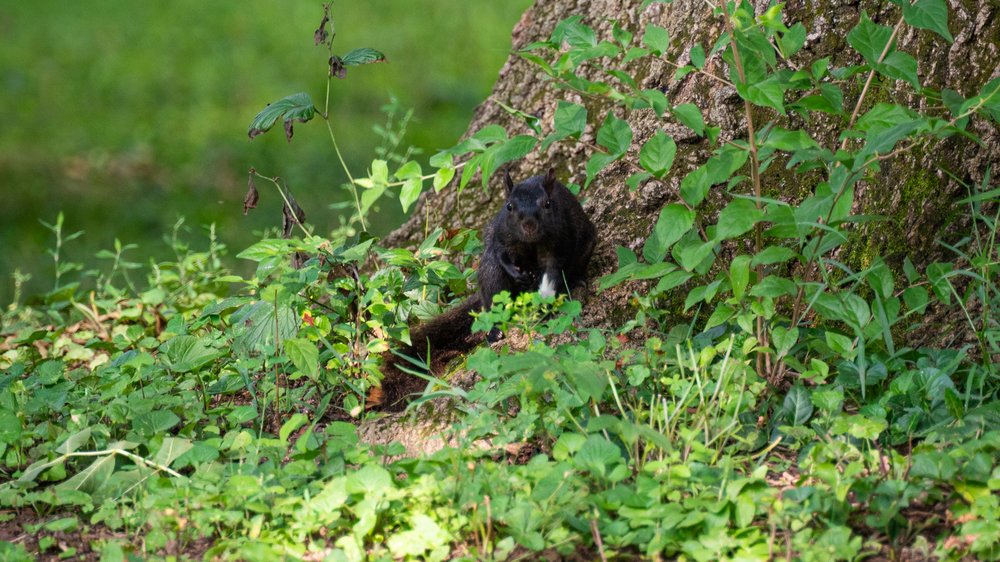 eichhörnchen fotografieren