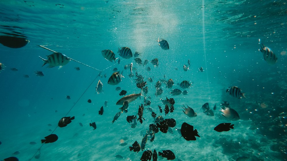 unterwasser fotograf